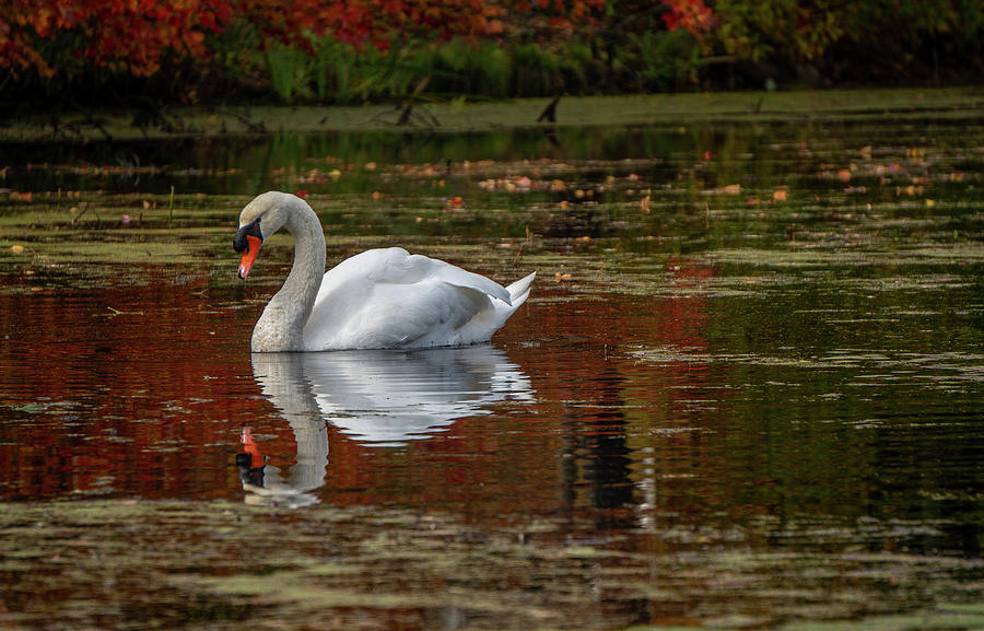 Fall Swan Photograph by Linda Howes