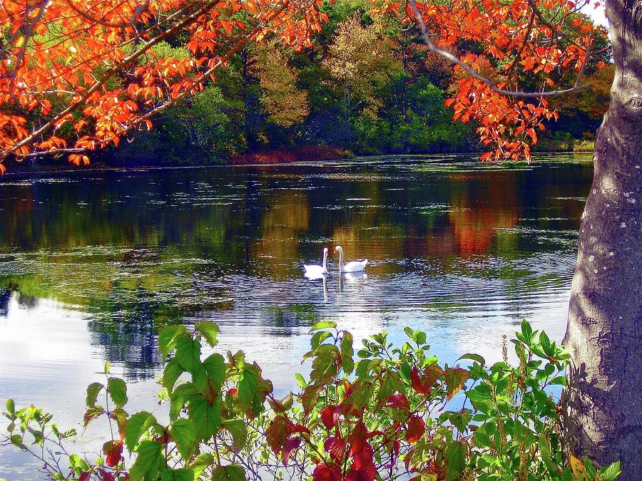 Fall Swans Photograph by Denise Maccaferri - Fine Art America