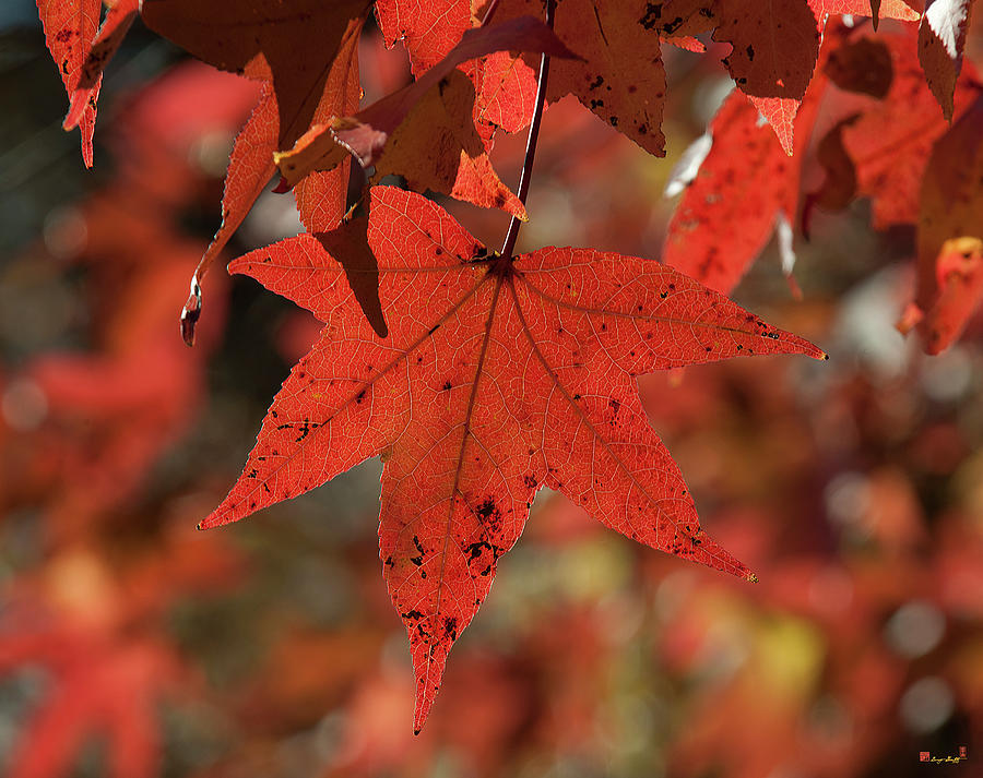 Fall Sweetgum Leaves DF002 Photograph by Gerry Gantt