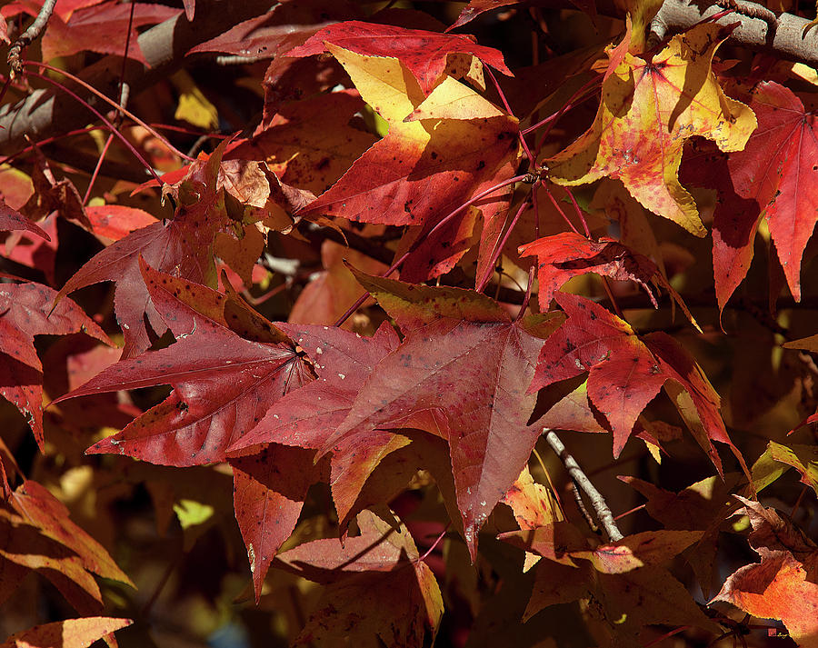 Fall Sweetgum Leaves DF004 Photograph by Gerry Gantt