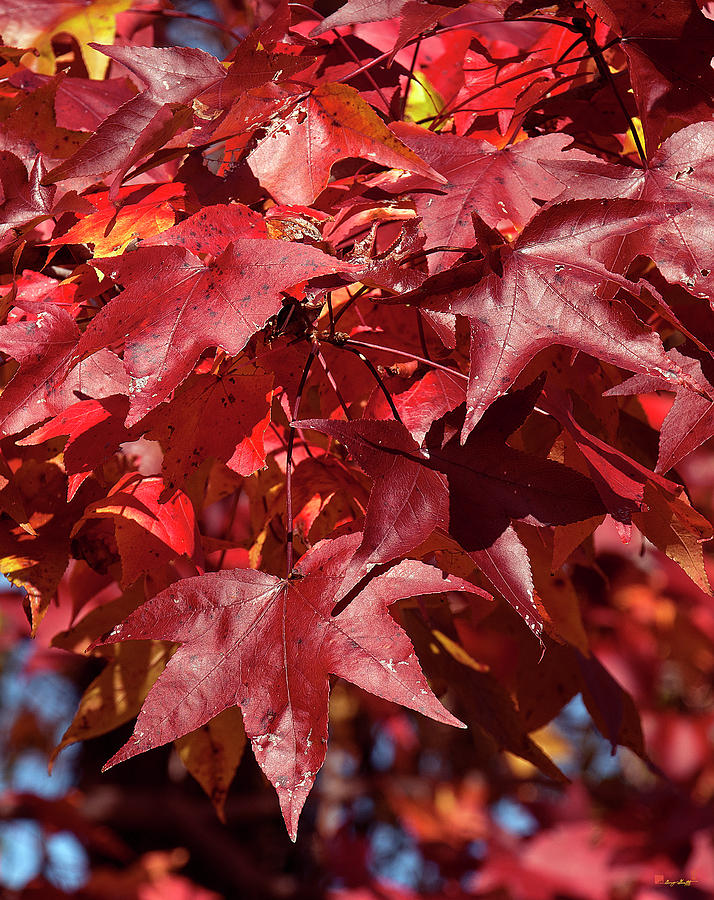 Fall Sweetgum Leaves DF005 Photograph by Gerry Gantt