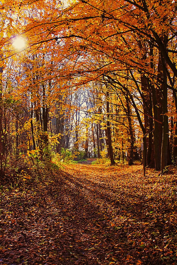 Fall time, backlight in the Bavarian woods Digital Art by Luisa Vallon ...
