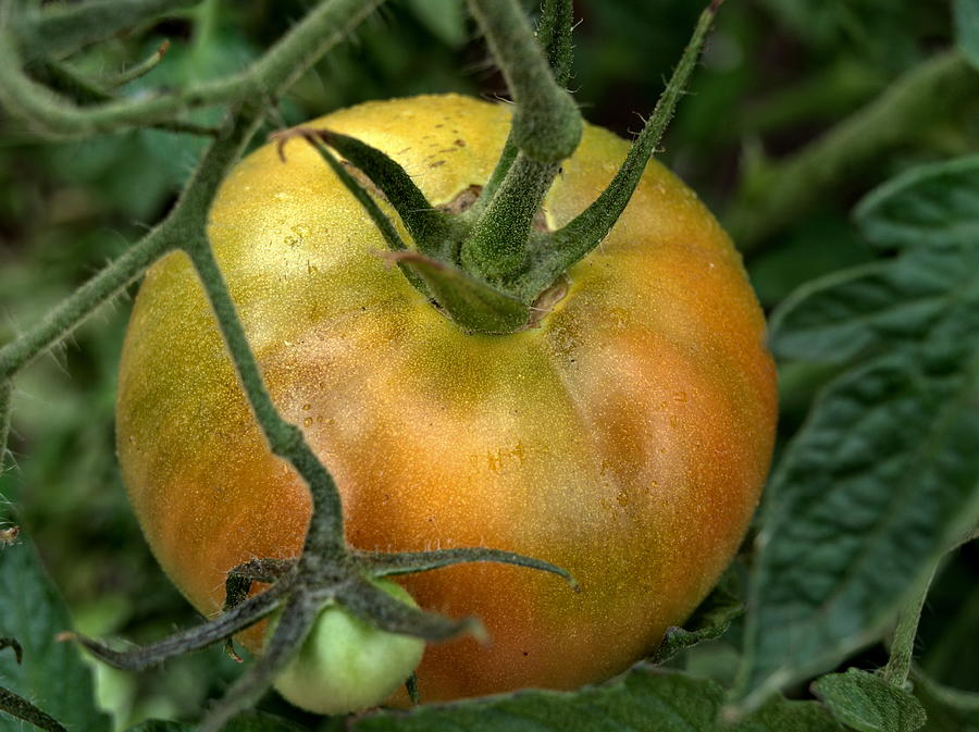 Fall Tomatoes Photograph by Richard Thomas
