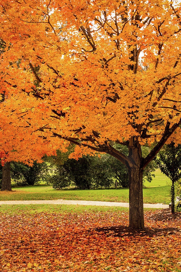 Fall Tree Photograph by Don Johnson