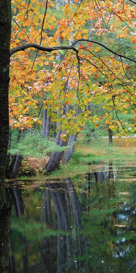 # Fall Tree in Water Photograph by THERESA Nye