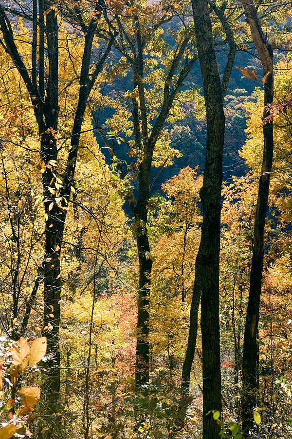 Fall Tree Patterns - Blue Ridge Photograph by Bill Gozansky