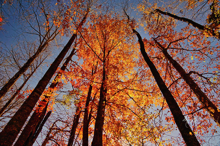 Fall Trees Sky Photograph by Meta Gatschenberger
