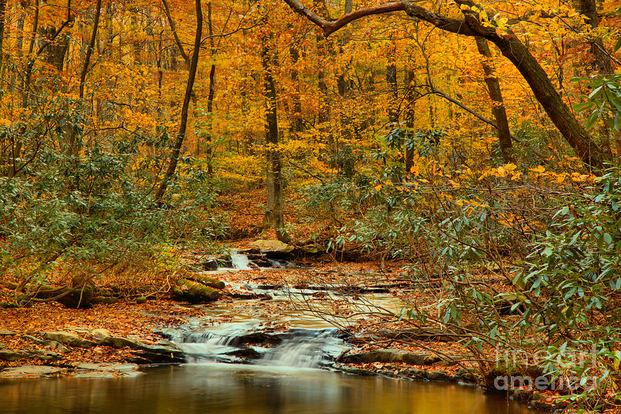 Fall Under The Foliage Photograph by Adam Jewell