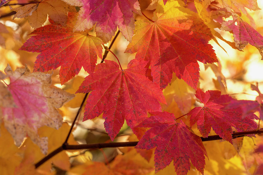 Fall vine maple Photograph by Lynn Hopwood