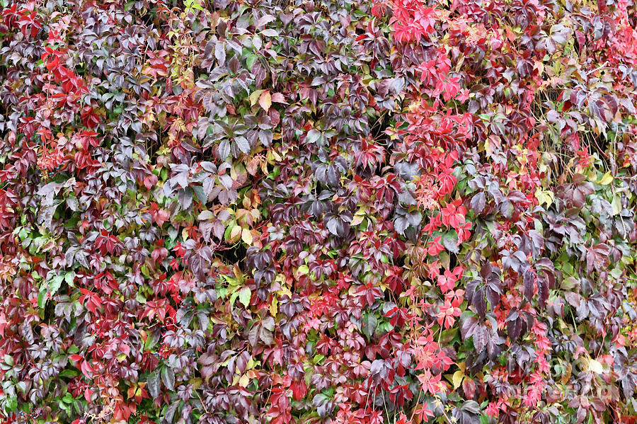 Fall Wall  Photograph by Carol Groenen