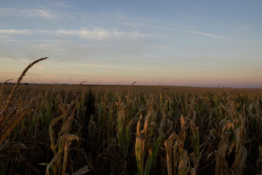 Fall Wind Field H Photograph by Dylan Punke Fall Wind Field H Photograph by Dylan Punke