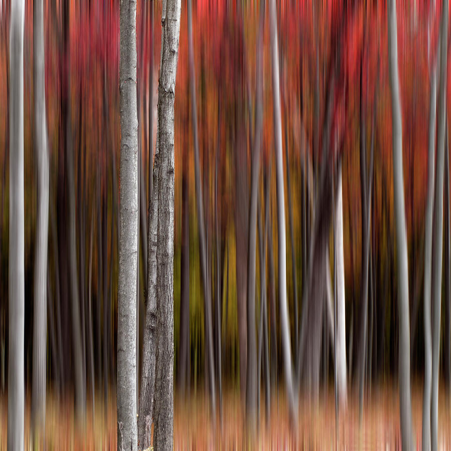Fall Woods Color Abstract Photograph by Charles Bonham Photography
