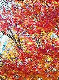 Landscape Photograph - Fall Yall by Kelly Council Landscape Photograph - Fall Yall by Kelly Council