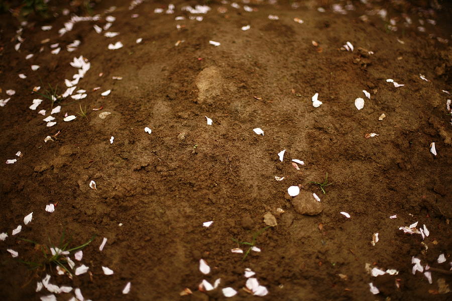 Fallen Apple Blossoms On Mound Of Soil Photograph by Matt Niebuhr