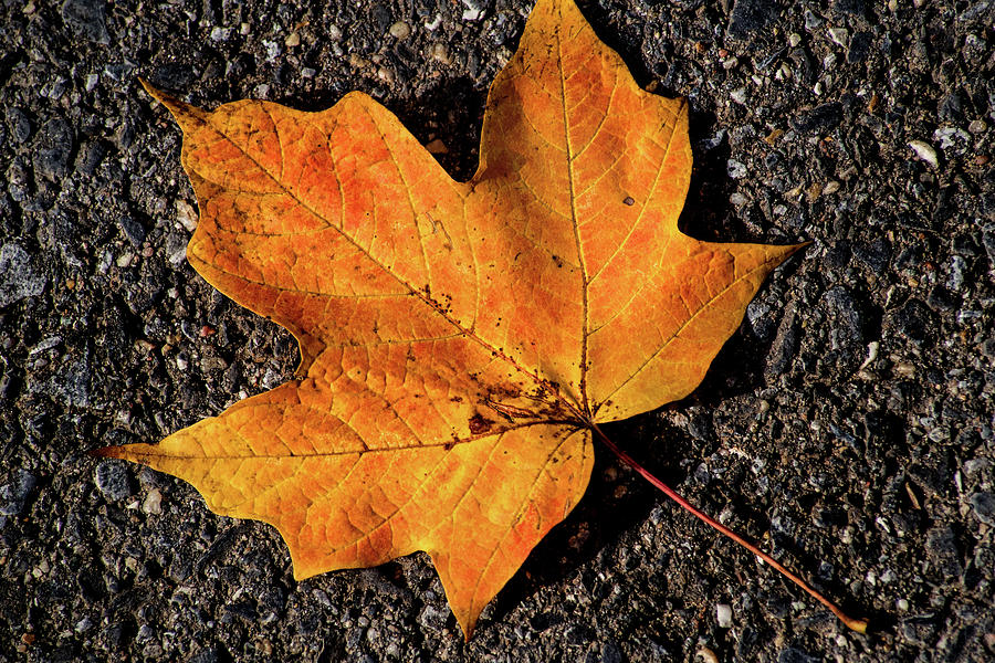 Fallen Autumn Leaf Photograph by Don Johnson