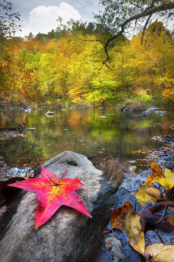 Fallen Autumn Leaves Photograph by Debra and Dave Vanderlaan