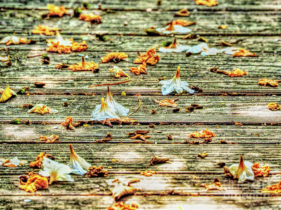 Fallen Blooms Photograph