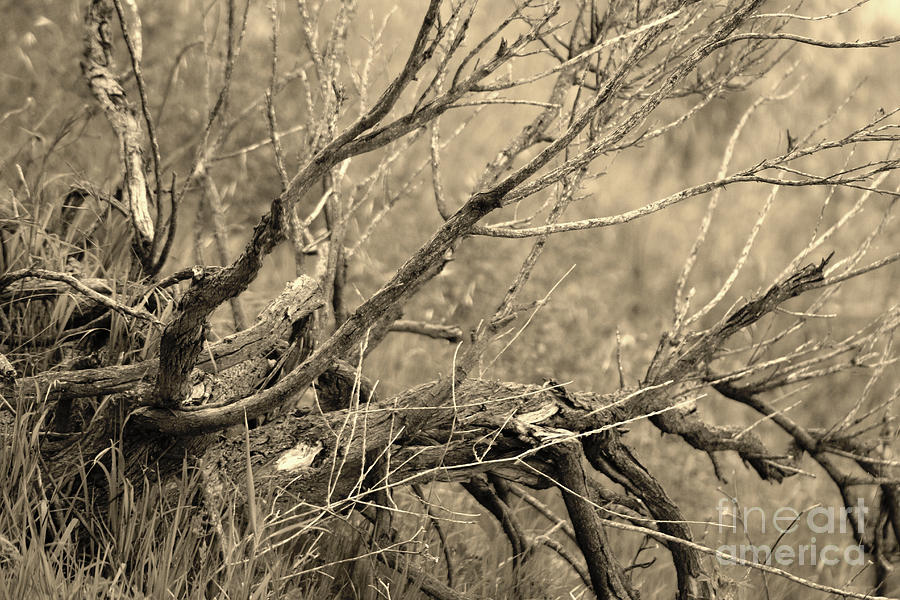 Fallen Branch in Simi Valley California in Sepia Photograph by Colleen Cornelius