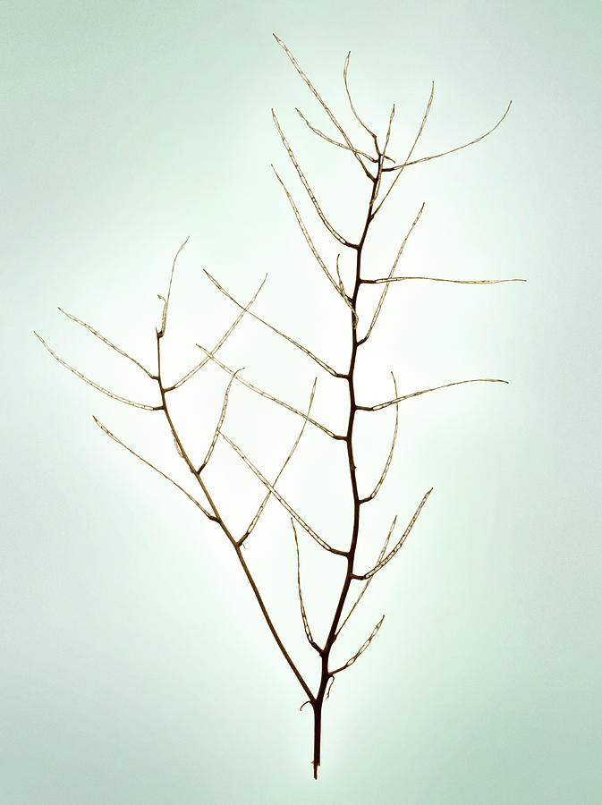 Fallen Branch Photograph by Renold Zergat