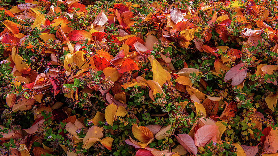 Fallen colourful leaves in autumn Photograph by Torbjorn Swenelius