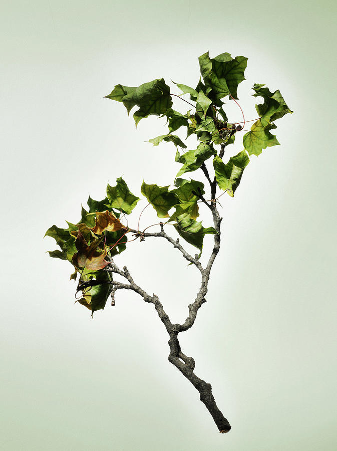 Fallen Dried Branch Photograph by Renold Zergat