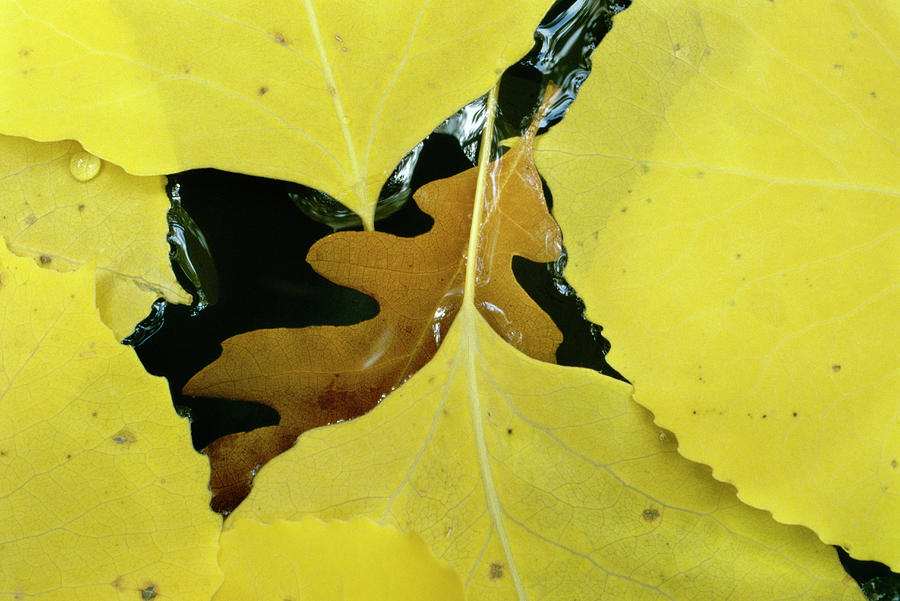 Nature Photograph - Fallen Gambel Oak Leaf Surrounded by Panoramic Images