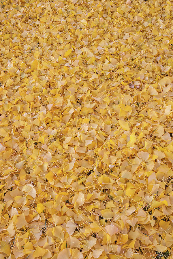 Fallen Ginkgo Leaves In Autumn Photograph by Jeff Lepore