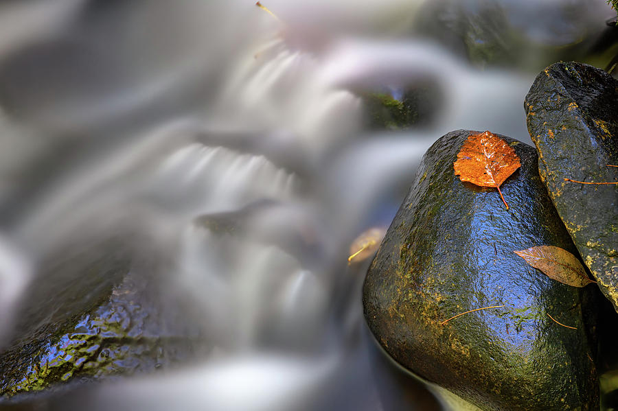 Fall Photograph - Fallen Leaf and Mountain Stream by Rick Berk