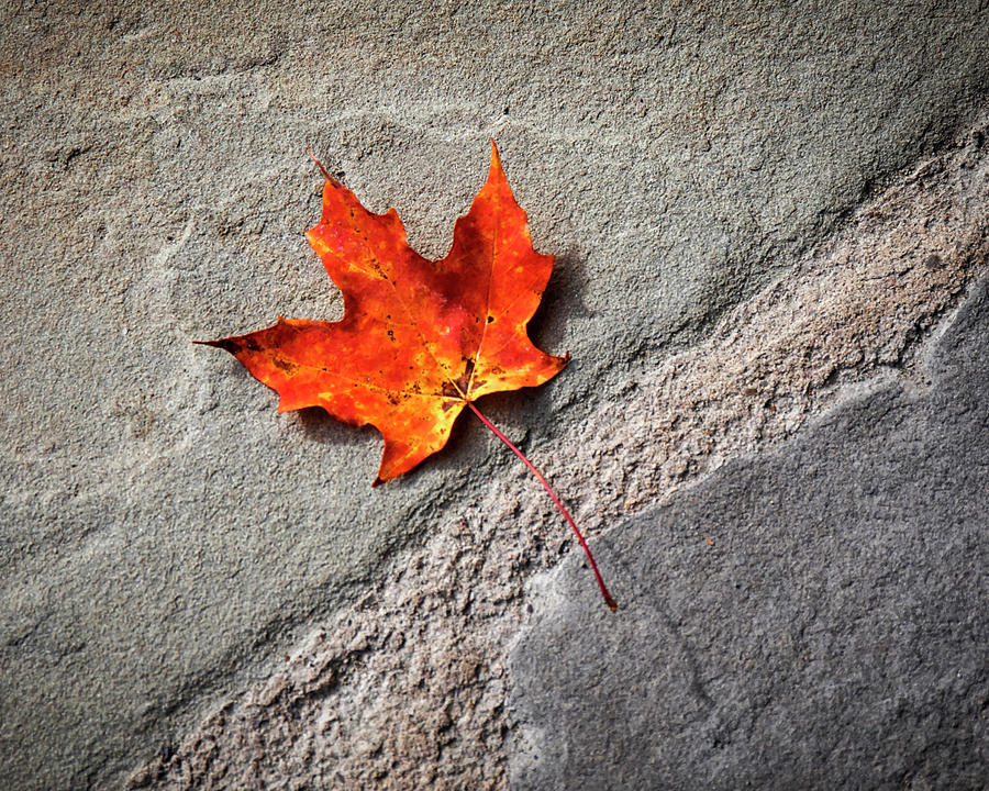 Fallen Leaf  Photograph by Harriet Feagin