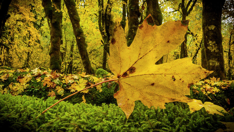 Fallen Leaf Photograph by Jean Noren