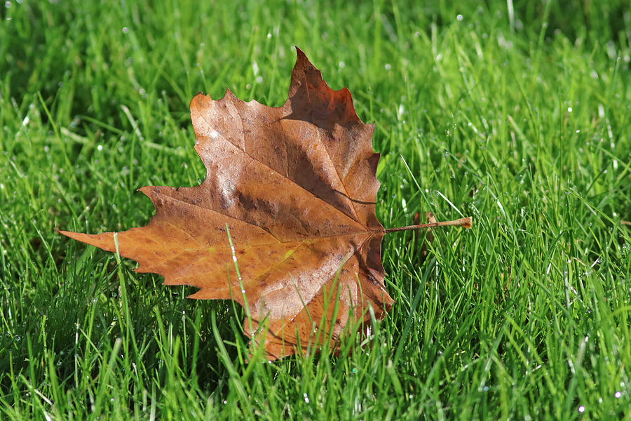 fallen leaf fallen leaf