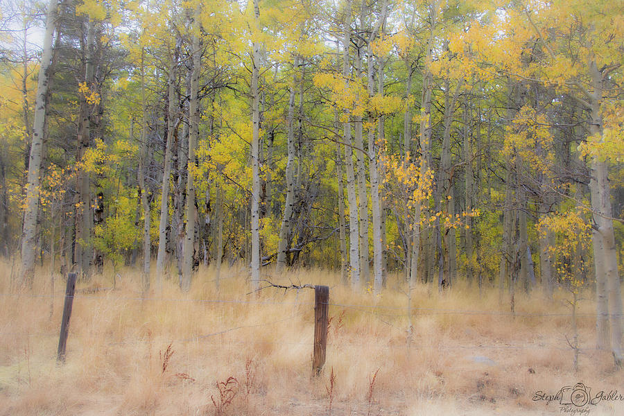 Fallen Leaf Meadow Photograph by Steph Gabler