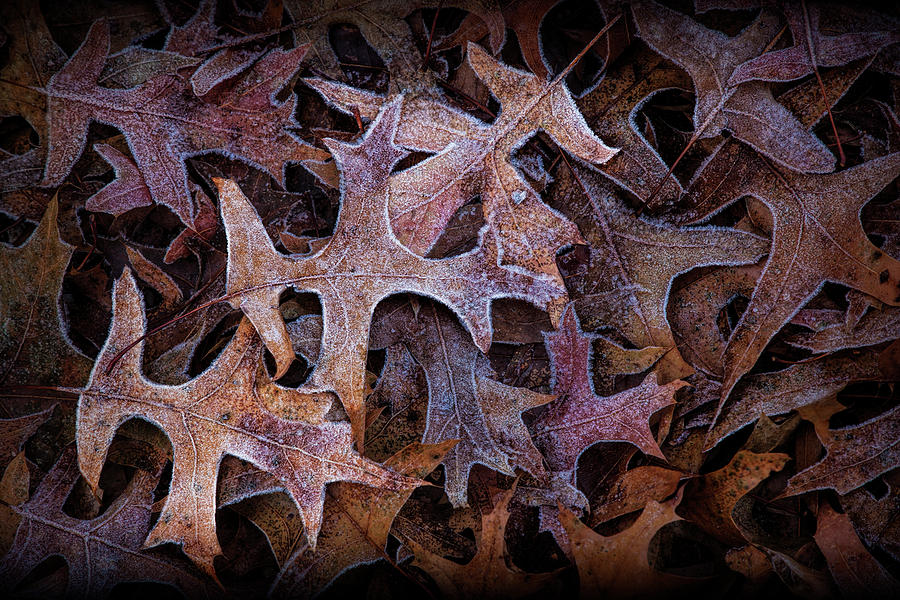 Fallen Leaf Shapes and Patterns on a Frosty Morning Photograph by Randall Nyhof