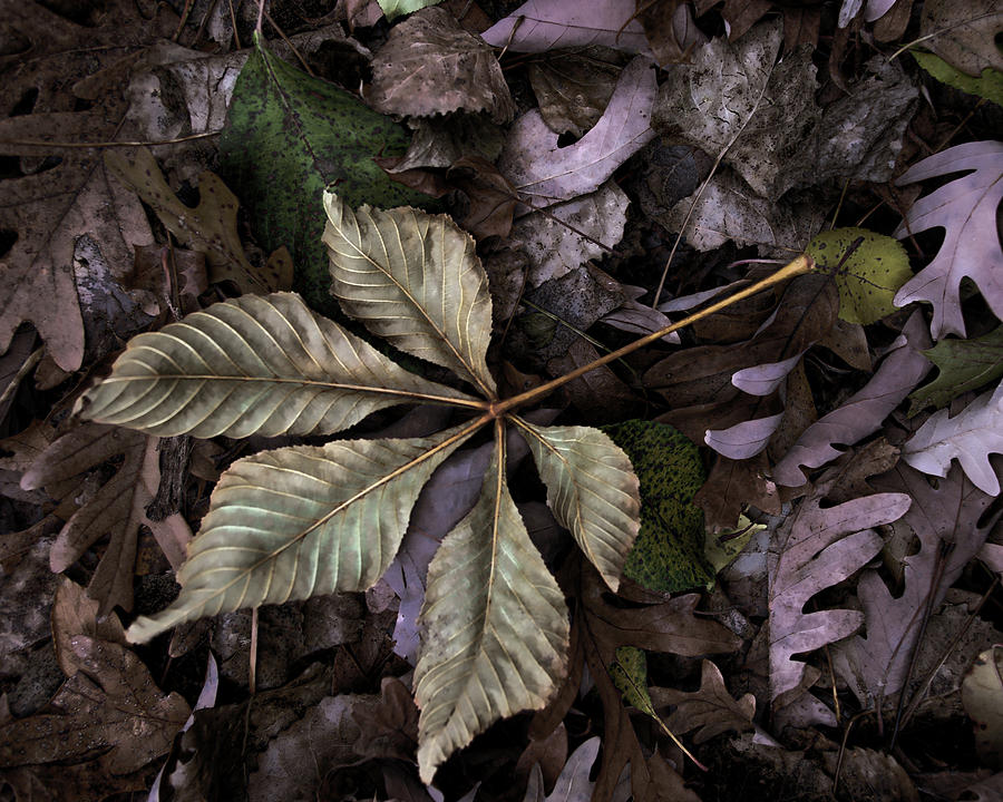 Fallen Leaf Photograph by Tom Reynen