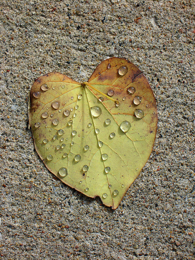 Fallen Leaf With Dew Photograph