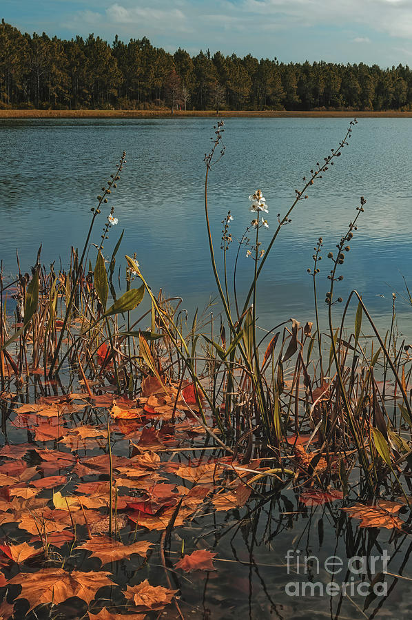 Fallen Leaves - 1293 by Marvin Reinhart Fallen Leaves - 1293 by Marvin Reinhart