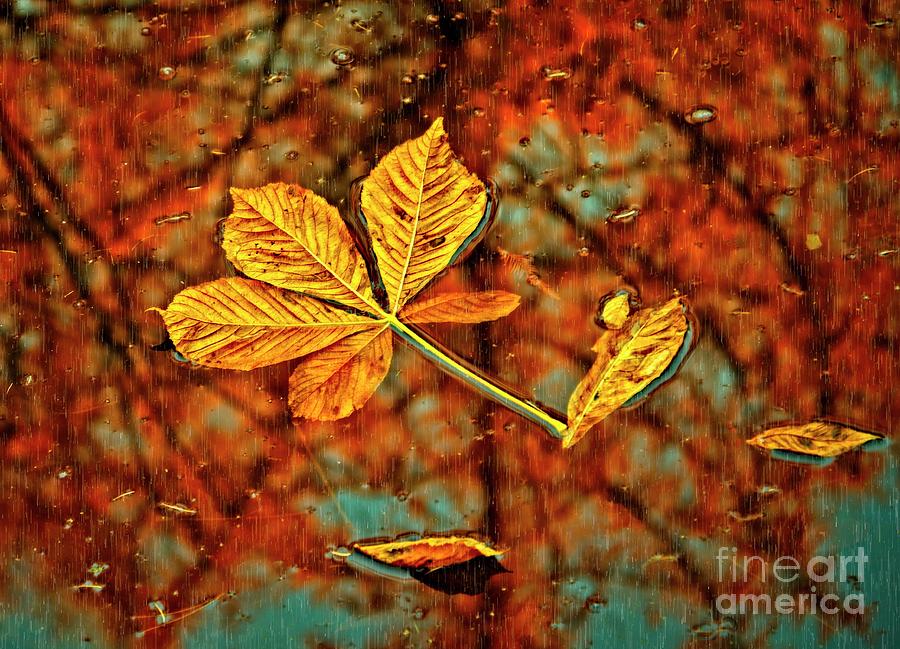 Fallen Leaves and Reflections Photograph by Martyn Arnold