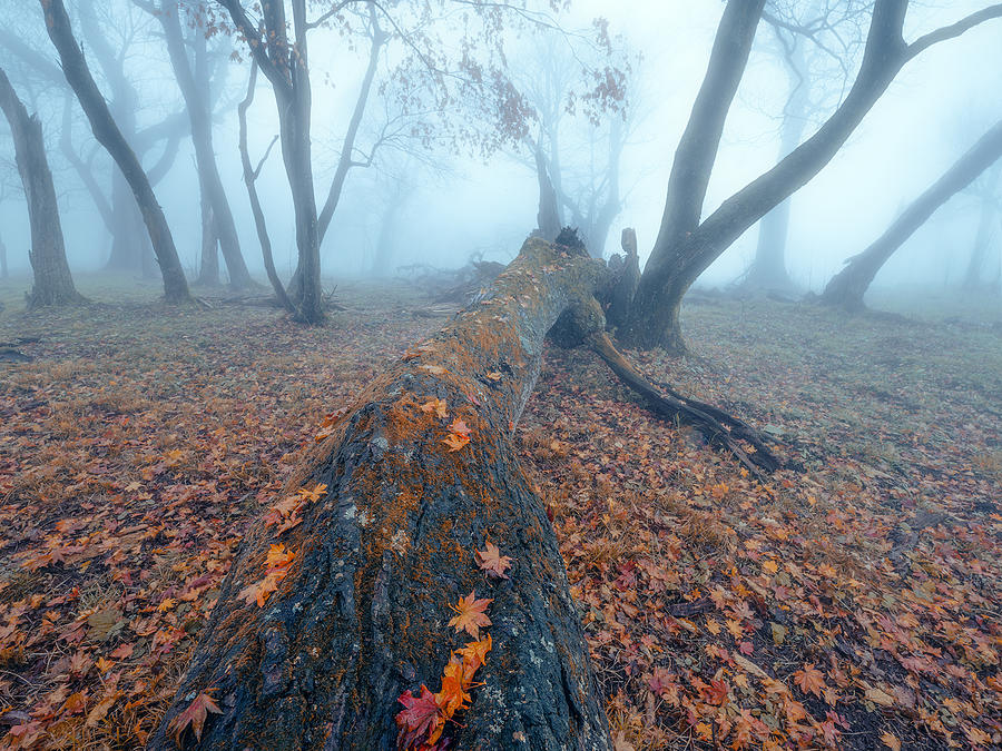 Fallen Leaves Photograph by Bingo Z