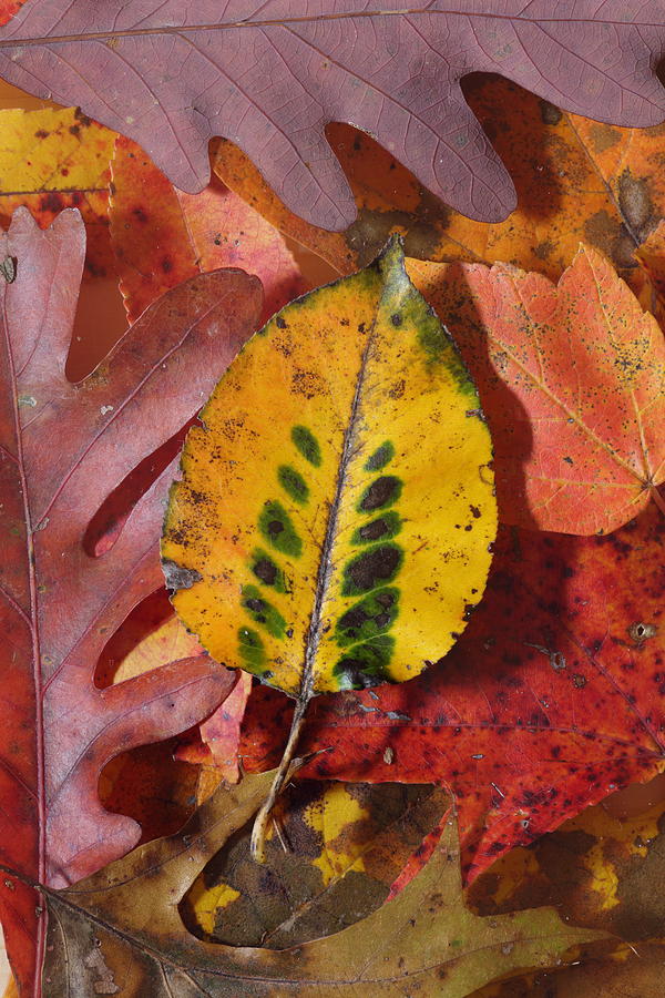 Fallen Leaves Photograph by Daniel Reed