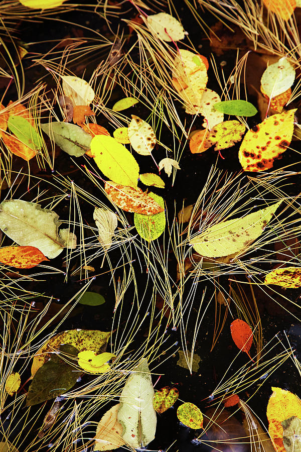 Fallen leaves Photograph by Garden Gate magazine
