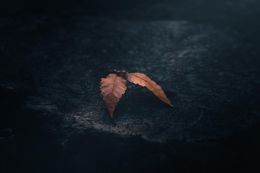 Fallen Leaves Photograph by Hisashi Ishikawa