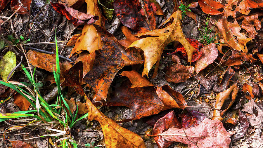 Fallen leaves Photograph by Hyuntae Kim