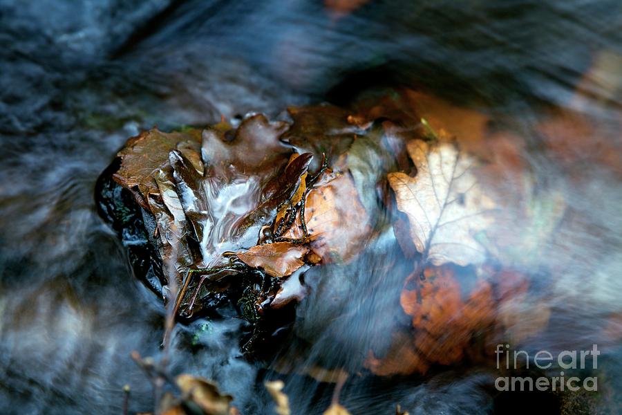 Fallen Leaves In A River Photograph by Dr Keith Wheeler/science Photo Library