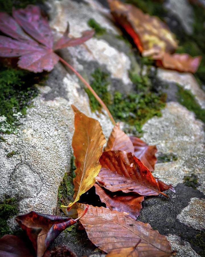 Fallen Leaves Photograph by James Barber