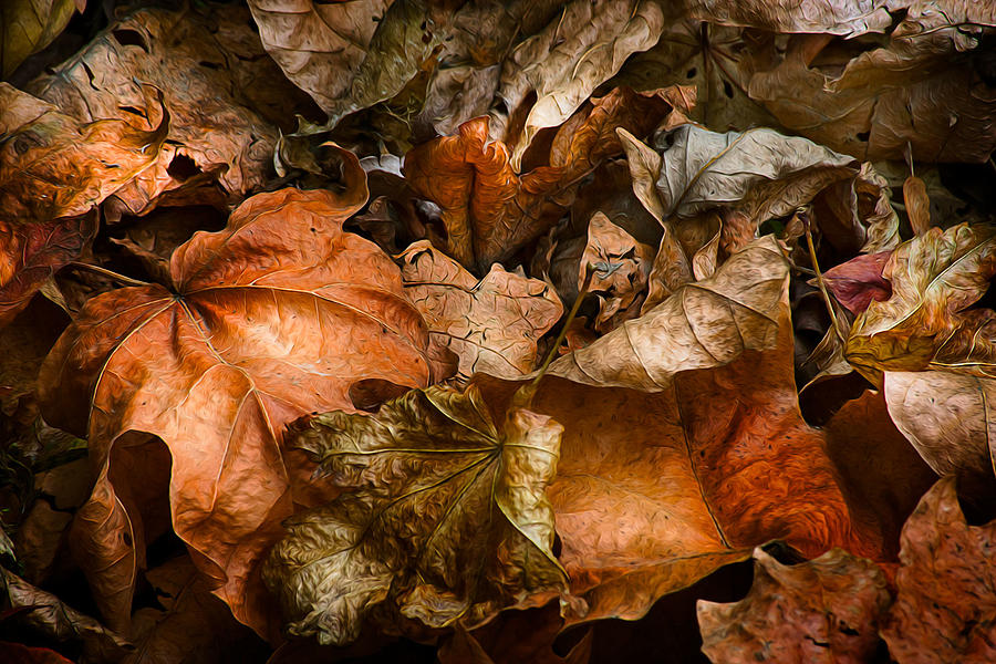 Fallen Leaves Photograph by Jeff Krewson