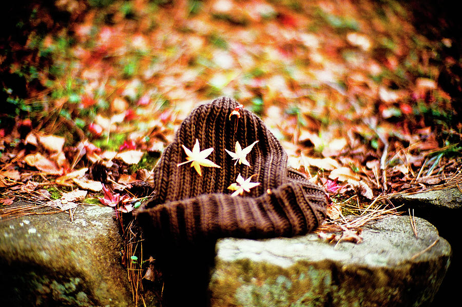 Fallen Leaves Photograph by Moaan