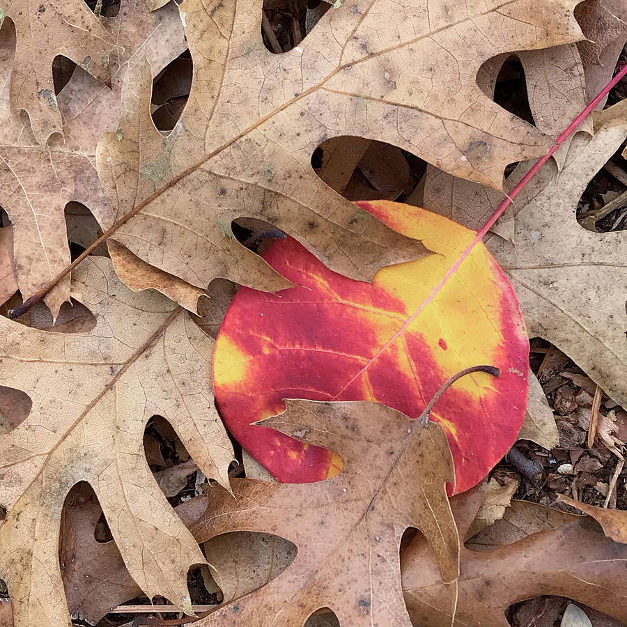 Fallen Leaves Photograph by Noa Mohlabane