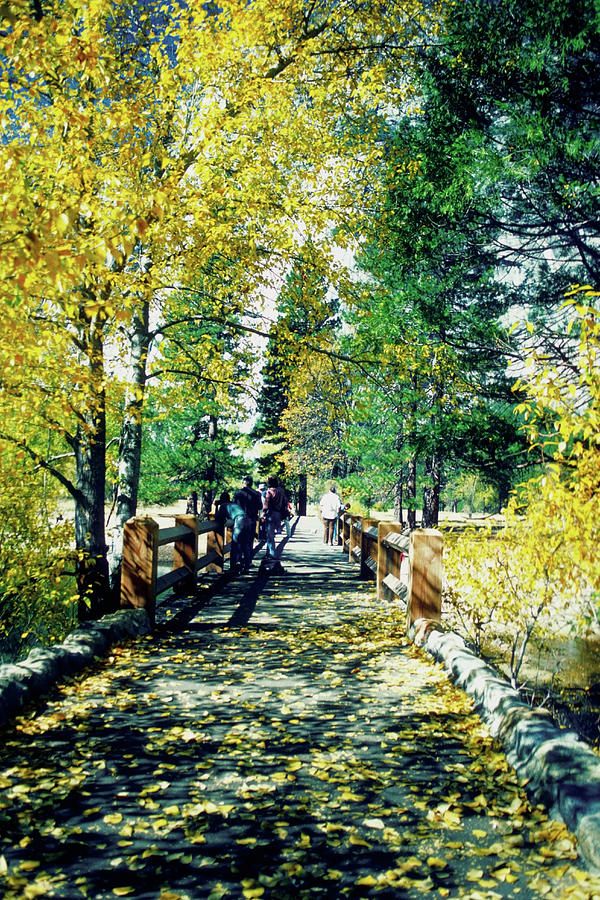 Fallen Leaves On A Footbridge, Yosemite Photograph by Medioimages/photodisc