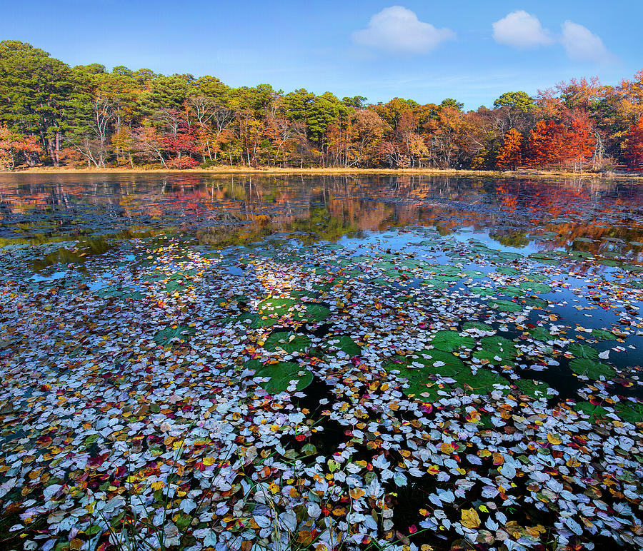 Fallen Leaves On Lake, Daingerfield State Park, Texas Photograph by Tim Fitzharris