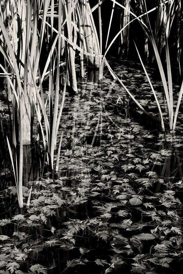Fallen Leaves on the Duck Pond by Vinnie Oakes Fallen Leaves on the Duck Pond by Vinnie Oakes